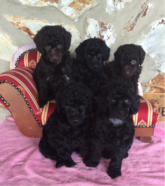 Miniature Poodle Puppies Available in FL